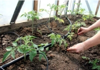 Bewateringssysteem voor 40 plantjes